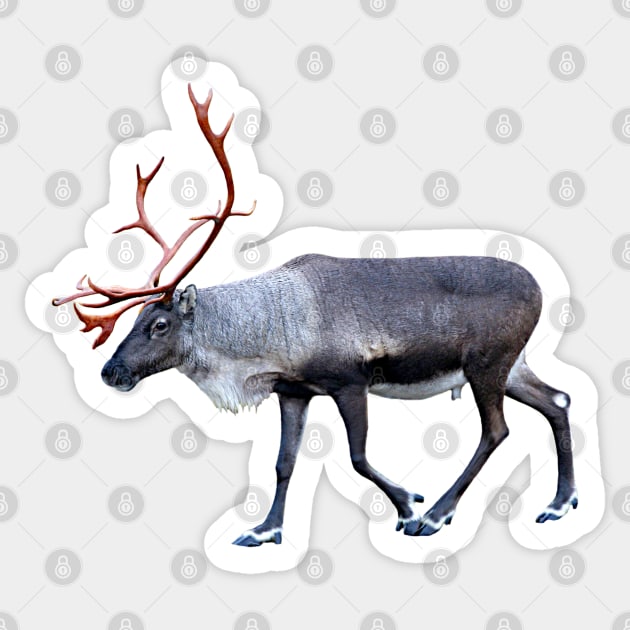 Santa Claus Reindeer Sticker by FotoJarmo